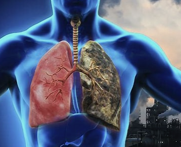 How Air Pollution Damages Your Lungs
