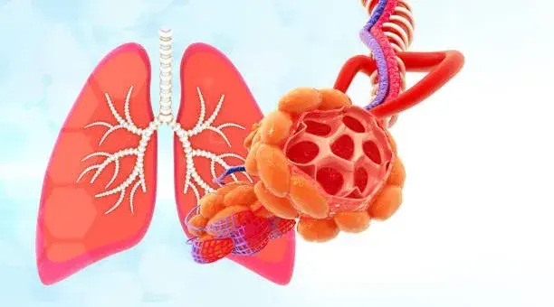 COPD - drmanumadan.com 3D medical illustration of the lungs with airways and a heart connected by blood vessels.