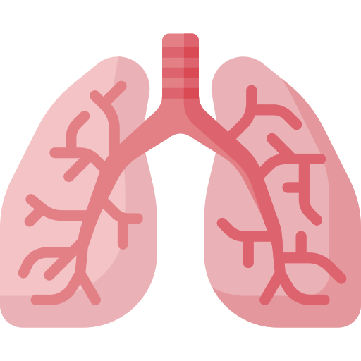 lung - drmanumadan.com Illustration of human lungs with the trachea seen in pink-red anatomy diagram
